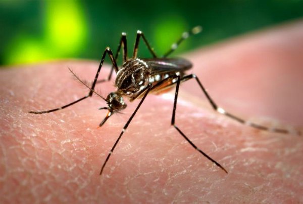 Zika Virus Zika Infetion - Symptoms, Treatment, Prevention