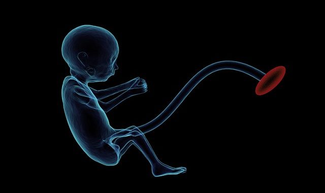 fetus-1788082_640