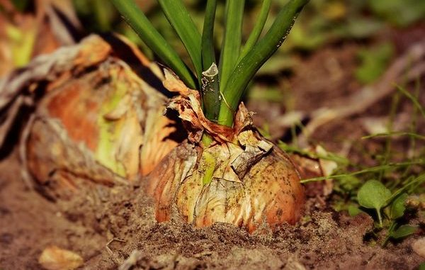 onion-3706937_640