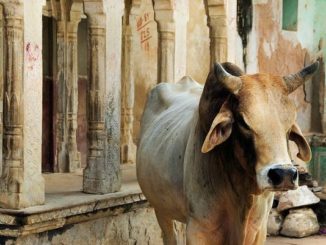 cow politics in india