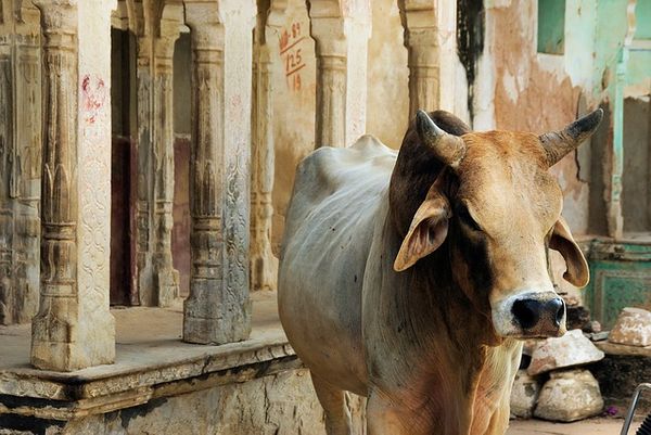 cow politics in india