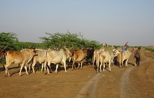 cattle-2869987_640