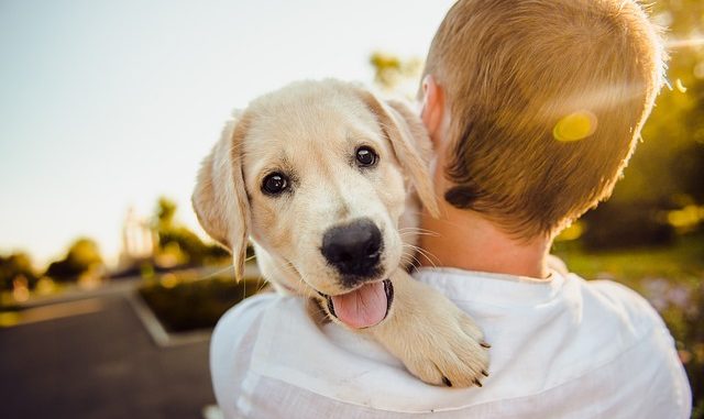 adorable-3344414_640