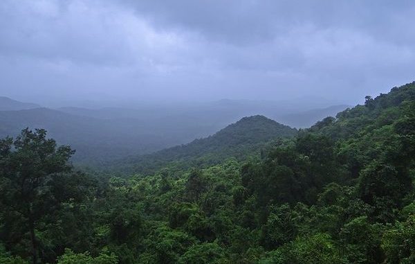 rainforest-384945_640-1