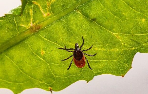 tick-5529300_640 (1) plant diseases