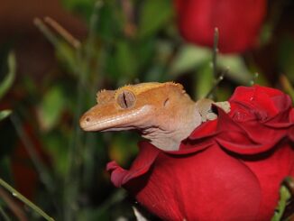 crested-gecko
