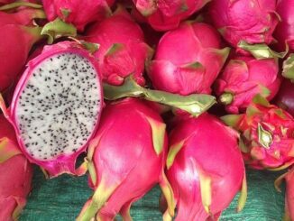 dragon-fruit-to-kamalam