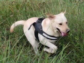 first-ever-dog-park-in-navi-mumbai (1)