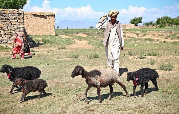 shepherd-60810_640 (1) The Taliban taking control of Afghanistan