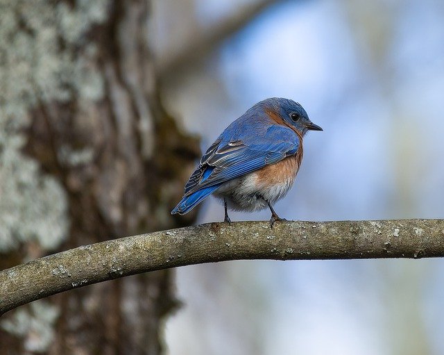 Spritual Meaning of Bluebirds