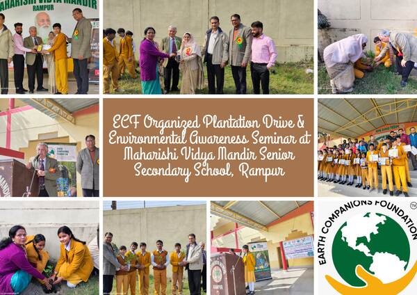 at Maharishi Vidya Mandir Senior Secondary School, Rampur